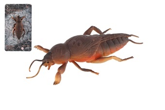 Krtonožka antistresový natahovací silikon 18cm na kartě