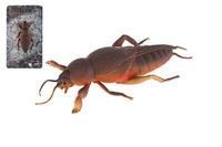 Krtonožka antistresový natahovací silikon 18cm na kartě