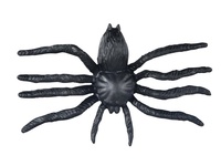Pavouk plast 6cm 6pcs černý