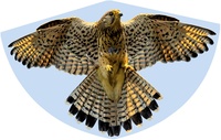 Günther Létající drak Sokol 92x62cm jednošňůrový silná PE folie 3 bodové váhy