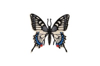 Motýl tropický Papilio/otakárek fenyklový zooted plast 8cm v sáčku