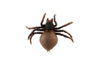 Pavouk antistresový natahovací silikon 10cm na kartě