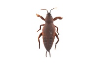 Gekon antistresový natahovací silikon 18cm na kartě