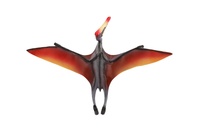Pterosaur dinosaurus zooted plast 25cm