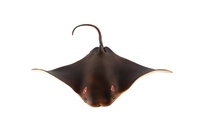 Siba ománská rejnok zooted plast 18cm