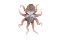 Chobotnice antistresová pevné tělo plast/silikon 15x19cm 4 barvy na kartě