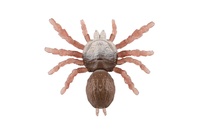 Pavouk antistresový pevné tělo plast/silikon 19x18cm na kartě