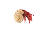 Krab poustevník zooted plast 7cm