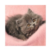 Dino Puzzle Roztomilá koťátka 3x55 dílků