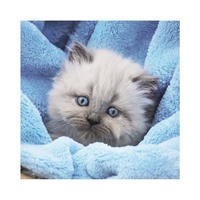 Dino Puzzle Roztomilá koťátka 3x55 dílků